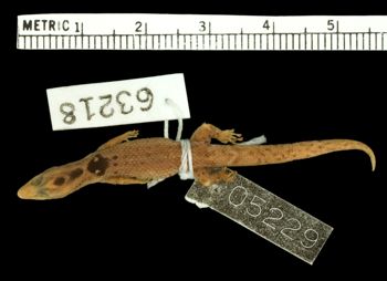Media type: image;   Herpetology R-63218